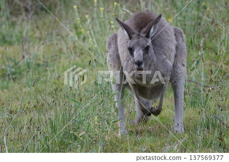 Eastern grey kangaroo. 137569377