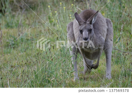 Eastern grey kangaroo. Eastern grey kangaroo. 137569378