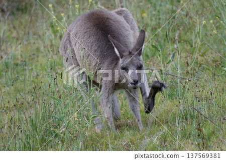 Eastern grey kangaroo. Eastern grey kangaroo. 137569381