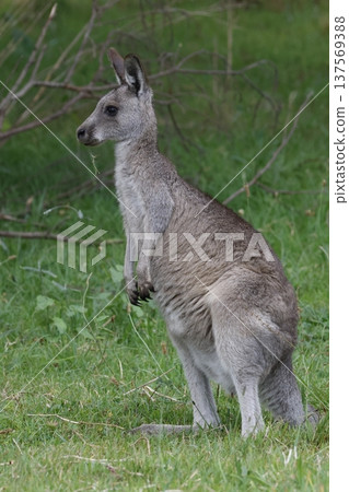 Eastern grey kangaroo. 137569388