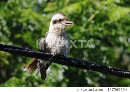 Laughing kookaburra Dacelo novaeguineae novaeguineae. Laughing kookaburra Dacelo novaeguineae novaeguineae. 137569394