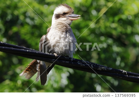 Laughing kookaburra Dacelo novaeguineae novaeguineae. Laughing kookaburra Dacelo novaeguineae novaeguineae. 137569395