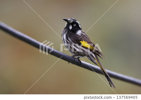 New Holland honeyeater. 137569405