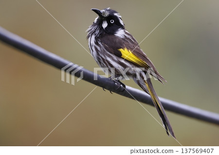 New Holland honeyeater. 137569407