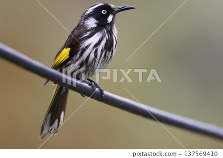 New Holland honeyeater. New Holland honeyeater. 137569410