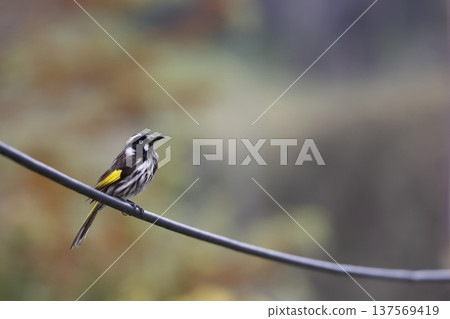 New Holland honeyeater. New Holland honeyeater. 137569419