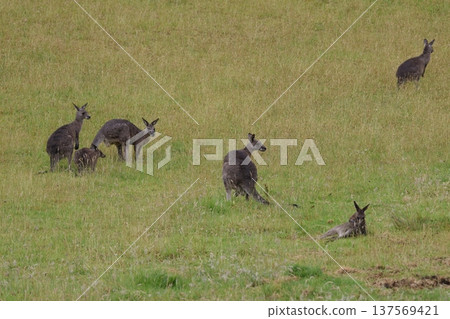 Eastern grey kangaroos. Eastern grey kangaroos. 137569421