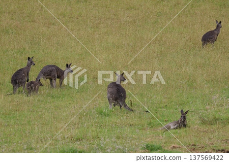 Eastern grey kangaroos. Eastern grey kangaroos. 137569422