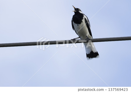 Male magpie-lark singing. Male magpie-lark singing. 137569423