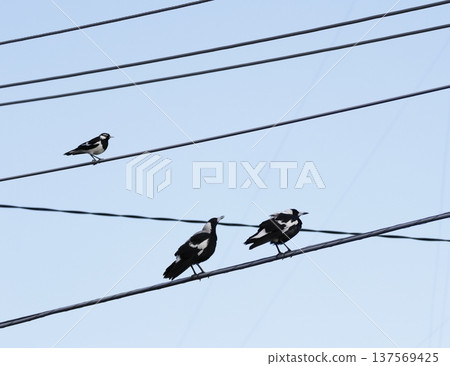 Magpie-lark and Australian magpies. Magpie-lark and Australian magpies. 137569425