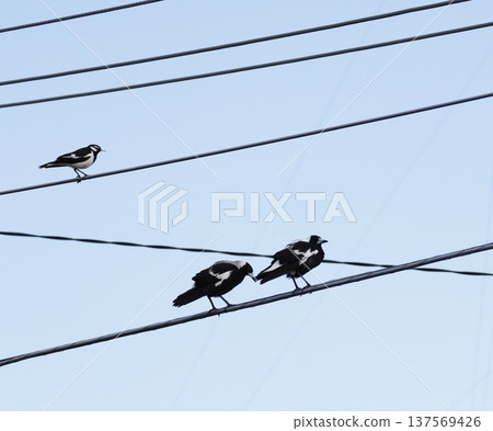 Magpie-lark and Australian magpies. Magpie-lark and Australian magpies. 137569426