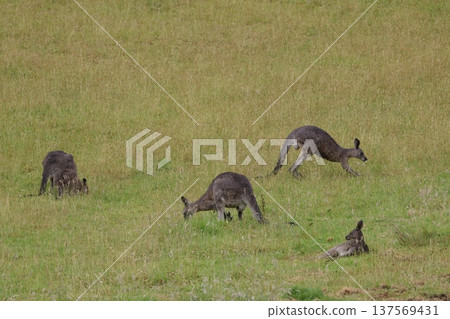 Eastern grey kangaroos. Eastern grey kangaroos. 137569431
