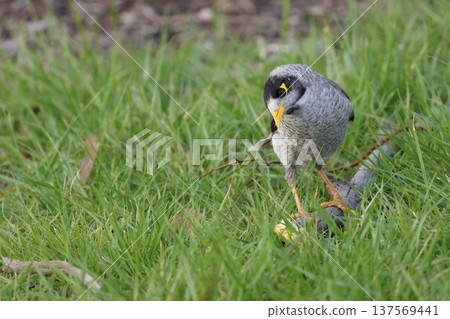 Noisy miner Manorina melanocephala. Noisy miner Manorina melanocephala. 137569441