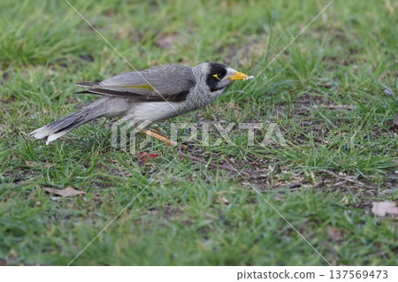 Noisy miner eating food scraps. Noisy miner eating food scraps. 137569473
