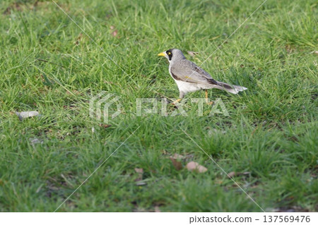 Noisy miner Manorina melanocephala. 137569476