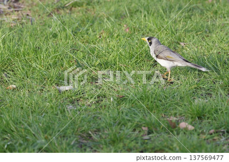 Noisy miner Manorina melanocephala. 137569477