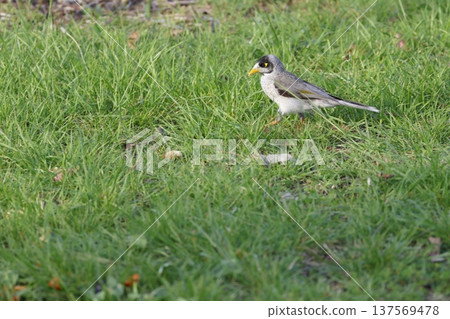 Noisy miner Manorina melanocephala. Noisy miner Manorina melanocephala. 137569478