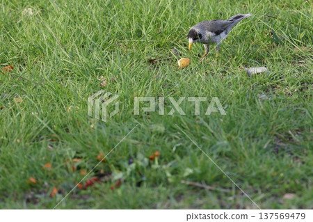 Noisy miner next to food scraps. Noisy miner next to food scraps. 137569479