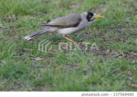 Noisy miner eating food scraps. Noisy miner eating food scraps. 137569480