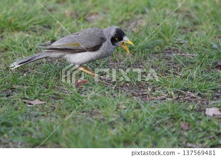 Noisy miner Manorina melanocephala. 137569481