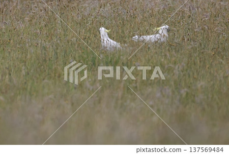 Greater sulphur-crested cockatoos. Greater sulphur-crested cockatoos. 137569484