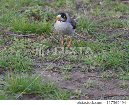 Noisy miner Manorina melanocephala. 137569494
