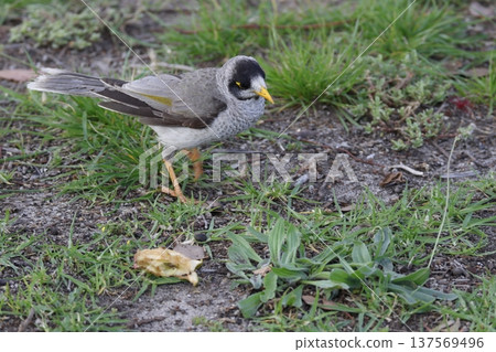 Noisy miner Manorina melanocephala. Noisy miner Manorina melanocephala. 137569496