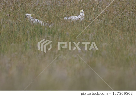 Greater sulphur-crested cockatoos. Greater sulphur-crested cockatoos. 137569502