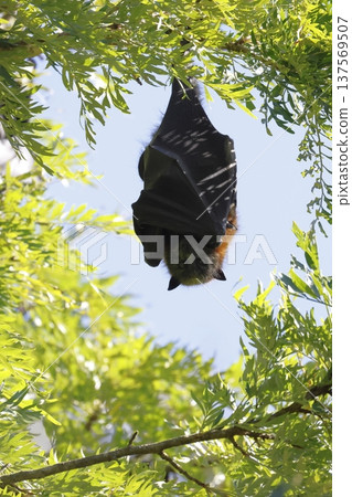 Grey-headed flying fox. 137569507