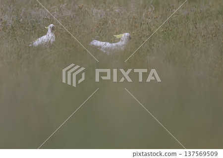 Greater sulphur-crested cockatoos. 137569509