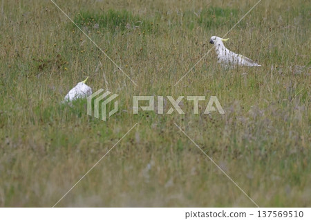 Greater sulphur-crested cockatoos. Greater sulphur-crested cockatoos. 137569510
