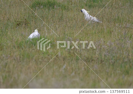 Greater sulphur-crested cockatoos. Greater sulphur-crested cockatoos. 137569511