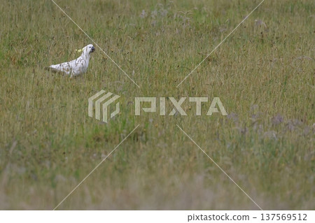 Greater sulphur-crested cockatoo. Greater sulphur-crested cockatoo. 137569512