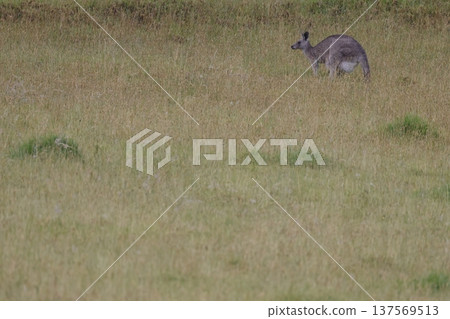 Eastern grey kangaroo. Eastern grey kangaroo. 137569513