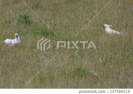 Greater sulphur-crested cockatoos. Greater sulphur-crested cockatoos. 137569514