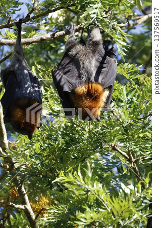 Grey-headed flying foxex. Grey-headed flying foxex. 137569517