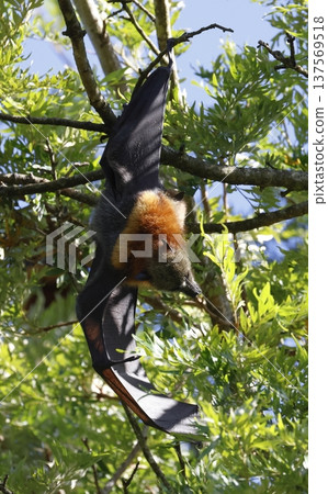 Grey-headed flying fox. Grey-headed flying fox. 137569518