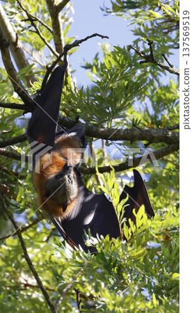 Grey-headed flying fox. Grey-headed flying fox. 137569519