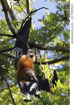Grey-headed flying fox. Grey-headed flying fox. 137569521