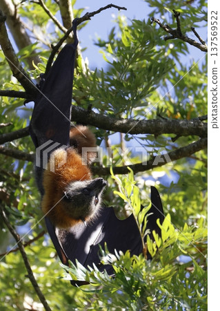 Grey-headed flying fox. 137569522