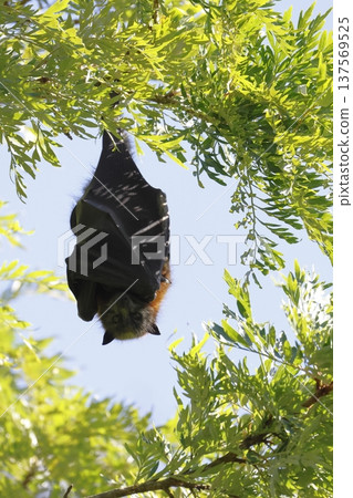 Grey-headed flying fox. Grey-headed flying fox. 137569525