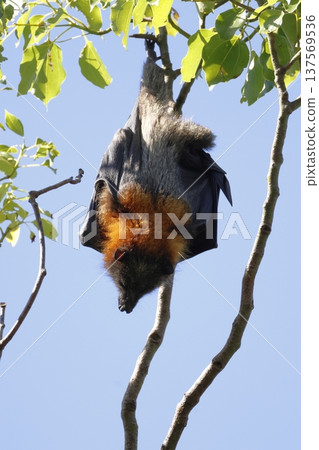 Grey-headed flying fox. Grey-headed flying fox. 137569536