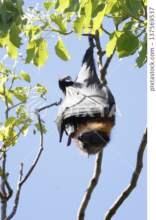 Grey-headed flying fox. Grey-headed flying fox. 137569537