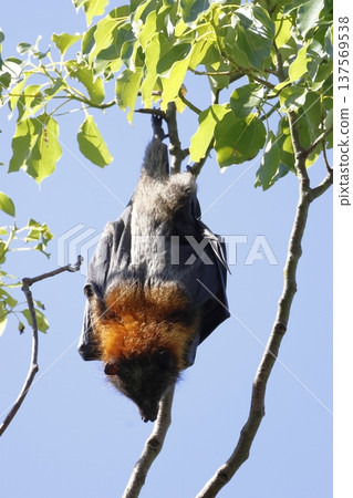 Grey-headed flying fox. Grey-headed flying fox. 137569538