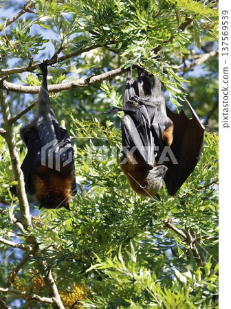 Grey-headed flying foxex. Grey-headed flying foxex. 137569539