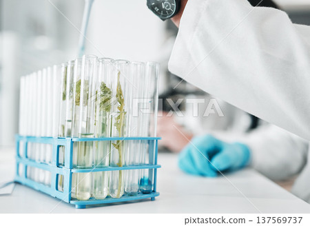 Science, research and test tube with leaves in biotech laboratory, vaccine solution or medical innovation. Healthcare, lab analytics and medicine, scientist with pipette in pharmaceutical plant study Science, research and test tube with leaves in biotech laboratory, vaccine solution or medical innovation. Healthcare, lab analytics and medicine, scientist with pipette in pharmaceutical plant study 137569737