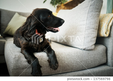 Relax, loyalty and a dog on a sofa in the living room of their home as a domestic pet or companion. Couch, lounge and a cute cocker spaniel waiting in a house with trust while lying on furniture Relax, loyalty and a dog on a sofa in the living room of their home as a domestic pet or companion. Couch, lounge and a cute cocker spaniel waiting in a house with trust while lying on furniture 137569798