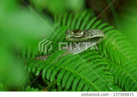 A threatening young Japanese rat snake A threatening young Japanese rat snake 137569815