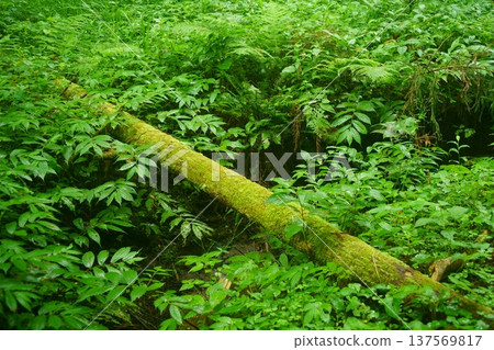 苔蘚木 苔蘚木 137569817