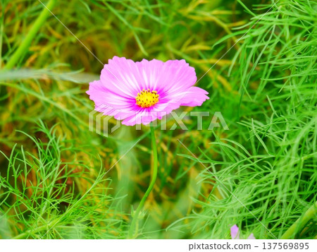 秋天的粉紅波斯菊，波斯菊盛開的季節 137569895